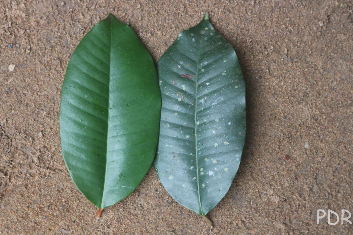 Chrysophyllum oliviforme L.